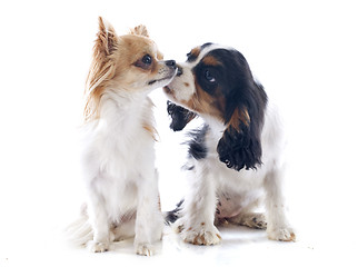 Image showing cavalier king charles and chihuahua