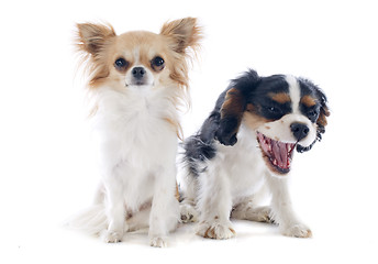 Image showing chihuahua and cavalier king charles