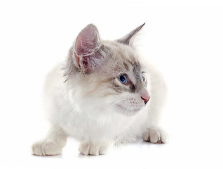 Image showing birman kitten