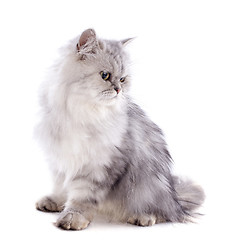 Image showing persian cat