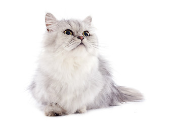 Image showing persian cat