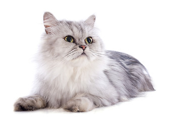 Image showing persian cat