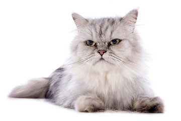 Image showing persian cat