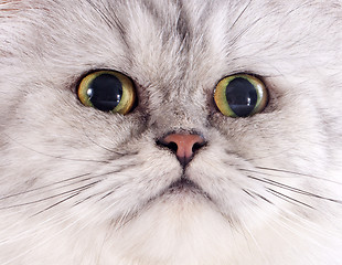 Image showing head of persian cat