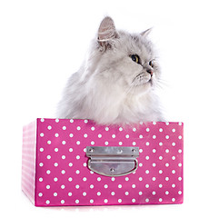 Image showing persian cat in box