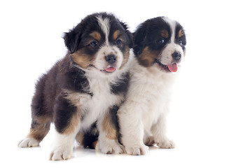 Image showing puppies australian shepherd