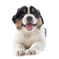 Image showing puppy australian shepherd