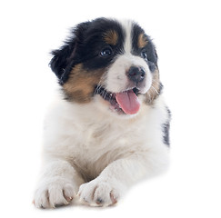 Image showing puppy australian shepherd