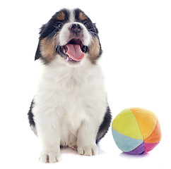 Image showing puppy australian shepherd and ball