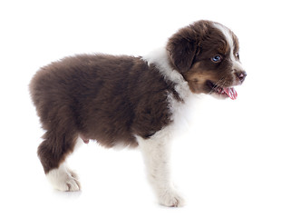 Image showing puppy australian shepherd