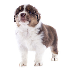 Image showing puppy australian shepherd