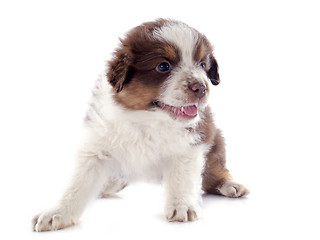 Image showing puppy australian shepherd