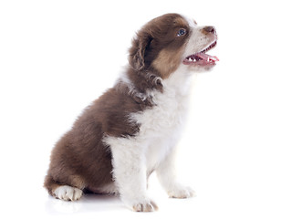 Image showing puppy australian shepherd