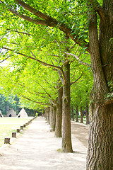 Image showing Ginkgo trees, natural background in Nami Island, South Korea