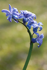 Image showing blue hyacinth 2