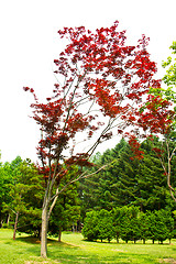 Image showing Maple tree