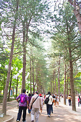 Image showing Raw of trees at Nami Island,South Korea