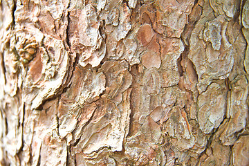 Image showing Bark of Pine Tree