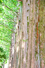 Image showing Raw of trees at Nami Island,South Korea