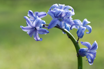 Image showing blue hyacinth