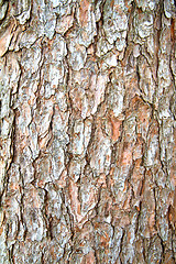 Image showing moss and tree bark