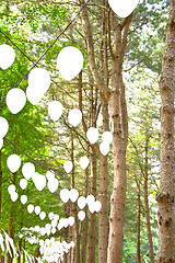 Image showing Raw of trees at Nami Island,South Korea