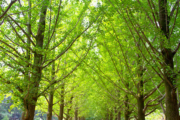 Image showing Ginkgo trees, natural background in Nami Island, South Korea