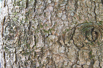 Image showing moss and tree bark
