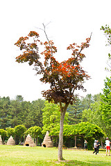 Image showing Maple tree