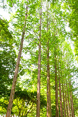 Image showing Raw of trees at Nami Island,South Korea