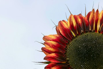 Image showing red sunflower