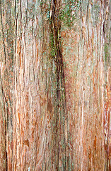 Image showing Bark of Pine Tree