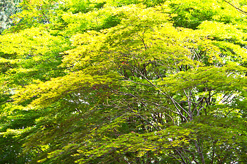 Image showing Green maple leafs illuminated by sun natural background in Nami 