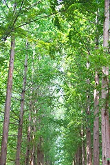 Image showing Raw of trees at Nami Island,South Korea