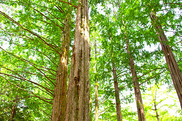 Image showing Raw of trees at Nami Island,South Korea