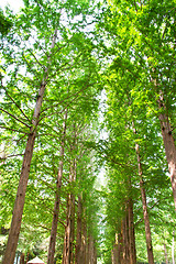 Image showing Raw of trees at Nami Island,South Korea