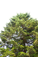 Image showing Pine tree in Nami Island, South Korea