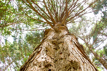 Image showing Pine trees at Nami Island,South Korea