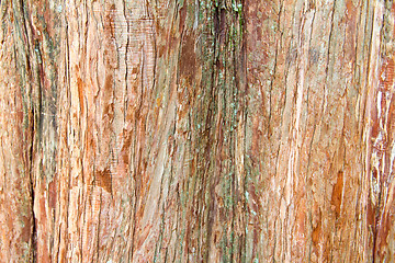 Image showing Bark of Pine Tree