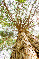 Image showing Pine trees at Nami Island,South Korea