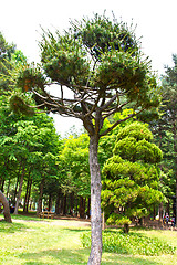 Image showing Pine tree in Nami Island, South Korea