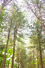 Image showing Raw of trees at Nami Island,South Korea