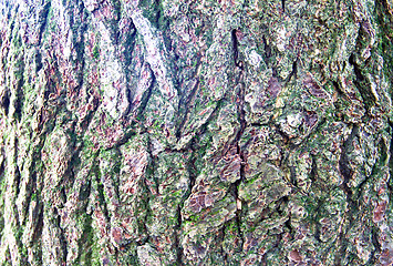 Image showing moss and tree bark