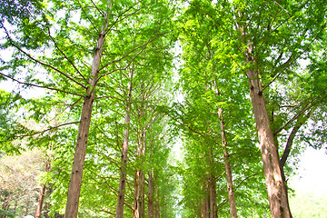 Image showing Raw of trees at Nami Island,South Korea