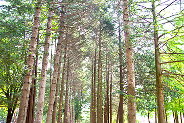 Image showing Raw of trees at Nami Island,South Korea