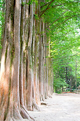 Image showing Raw of trees at Nami Island,South Korea