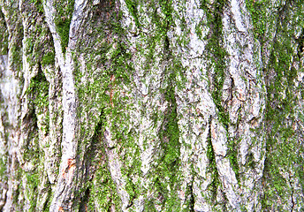 Image showing moss and tree bark