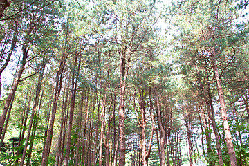 Image showing Raw of trees at Nami Island,South Korea