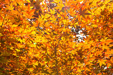 Image showing Red maple leafs illuminated by sun natural background in Nami Is