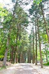 Image showing Raw of trees at Nami Island,South Korea